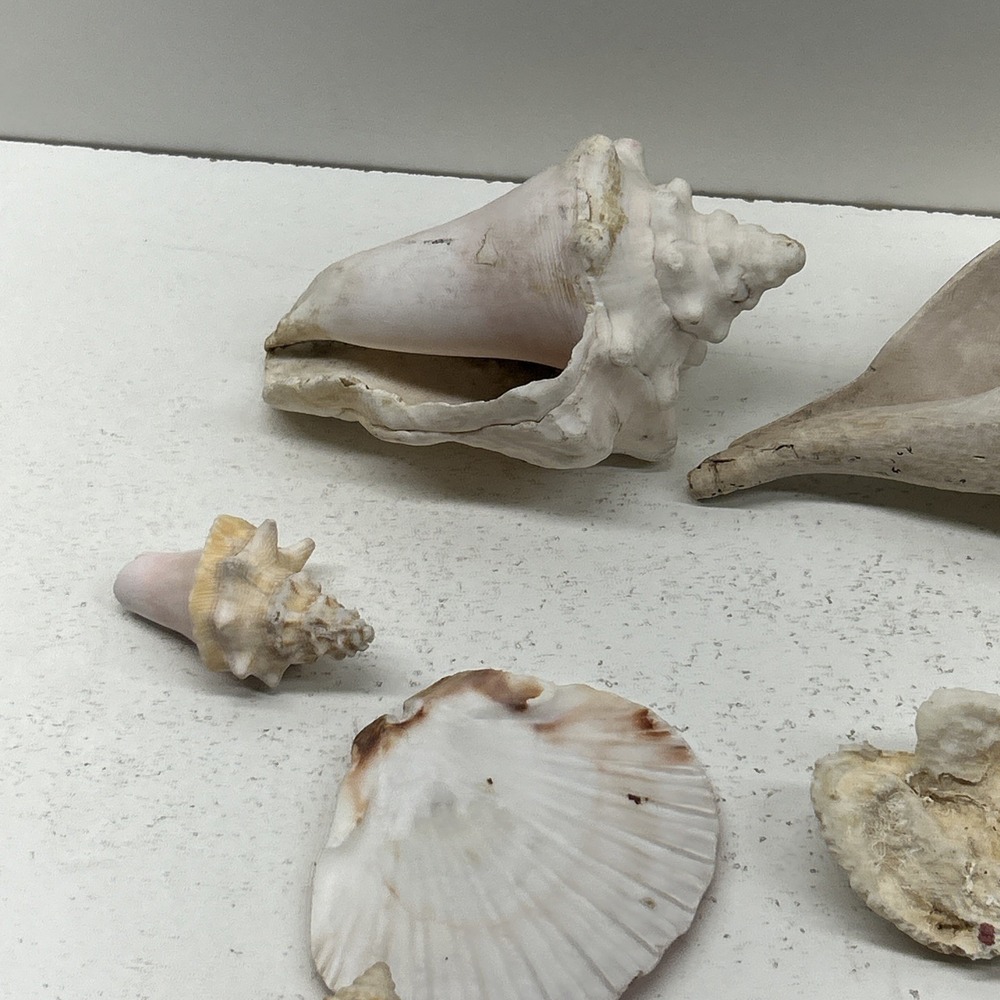 Mixed Seashell Collection Lot Conch Scallop Assorted Coastal‎ Decor - Picture 15 of 16